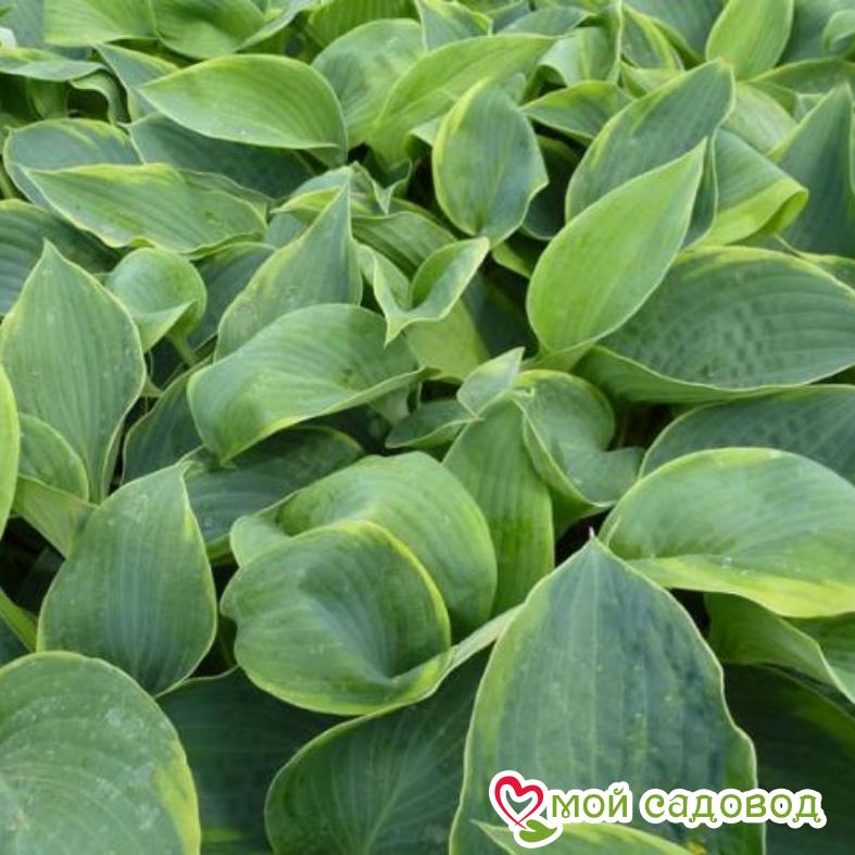 Хоста Алватин Тейлор