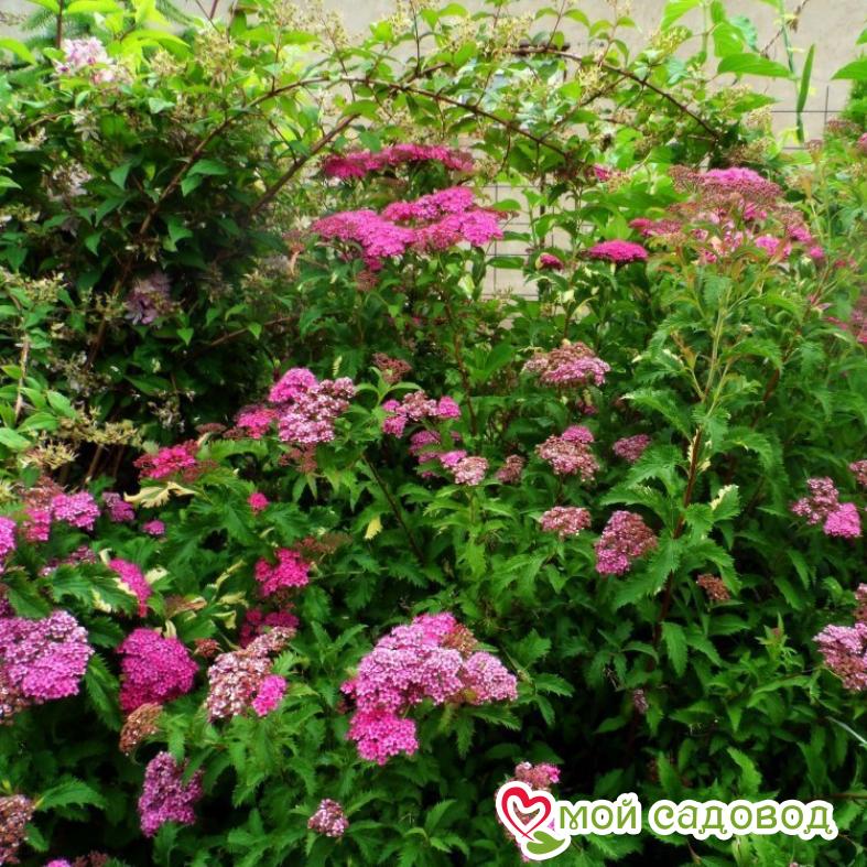 Спирея японская «Криспа» (до 70см)