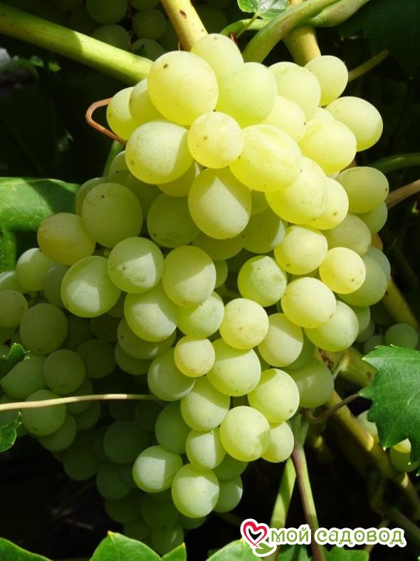 Виноград "Кишмиш 342"