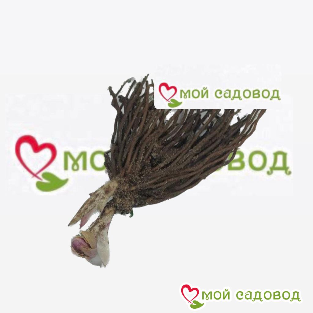 Морозник Блю анемон