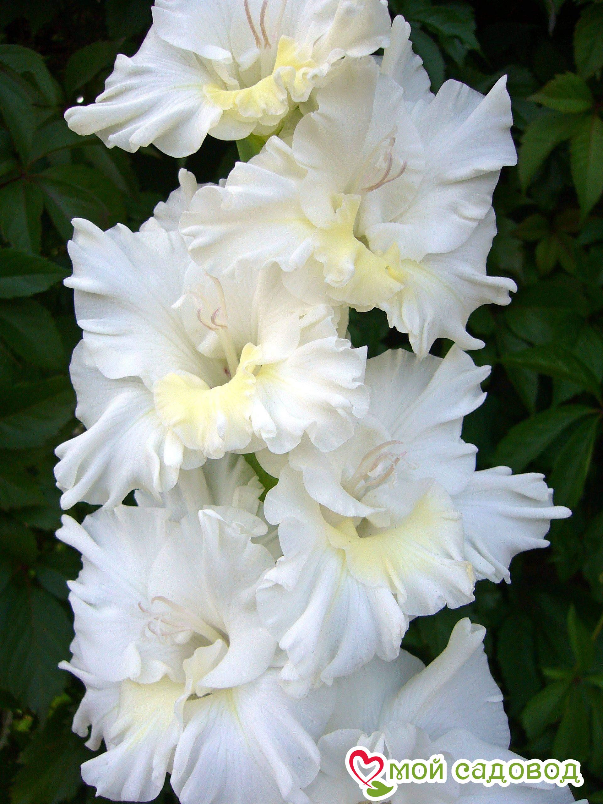 Гладиолус Тарантелла