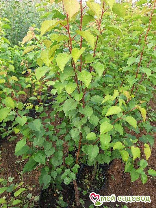 Абрикос плетистый Суртен (гибрид)